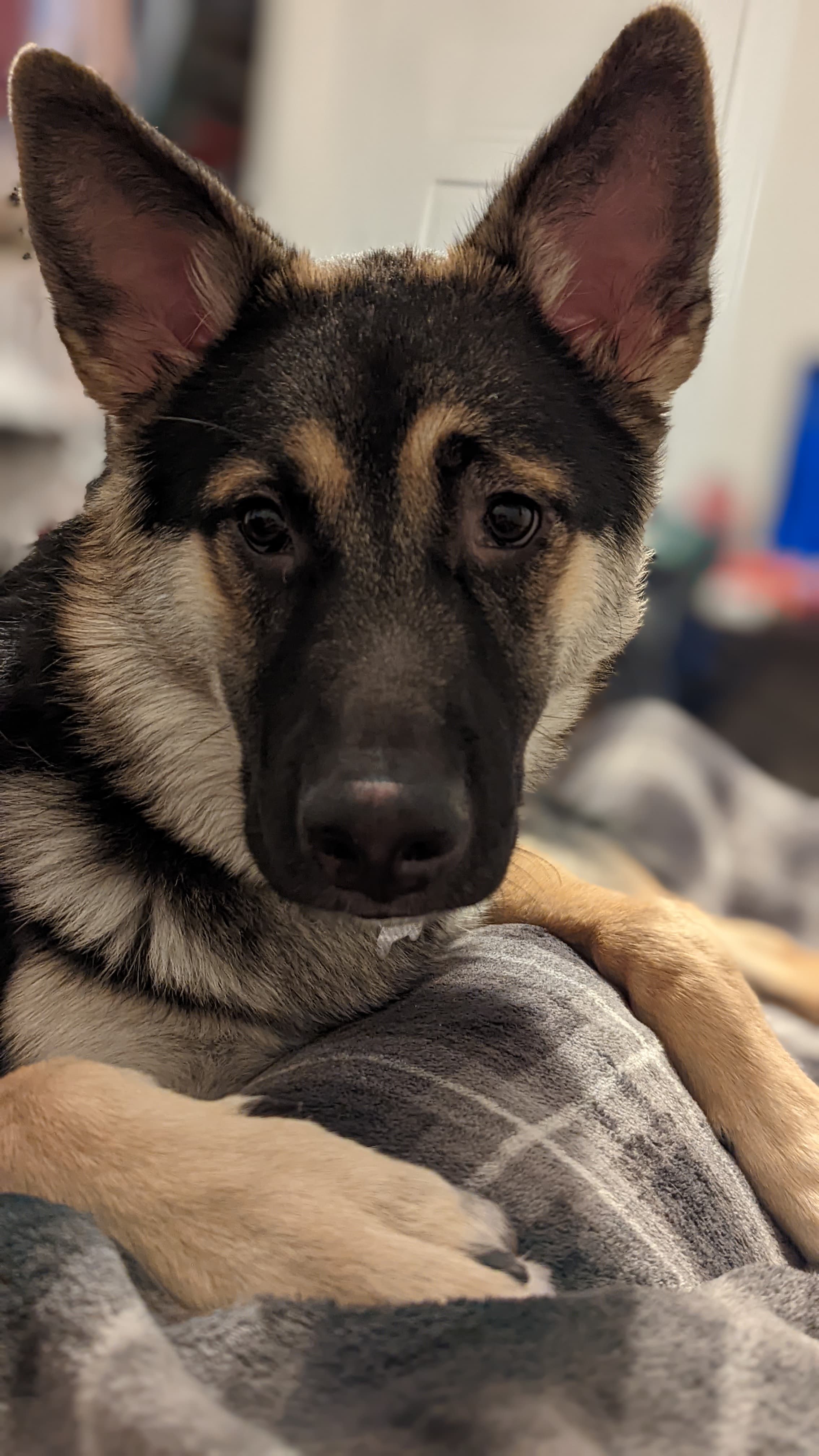Ranger, the German Shepherd the camera was built to watch